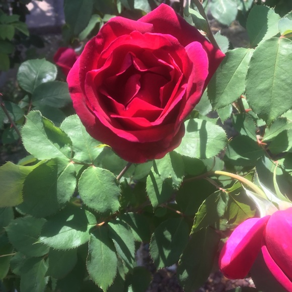 Meet your Posher, Krystal - Picture 1 of 1